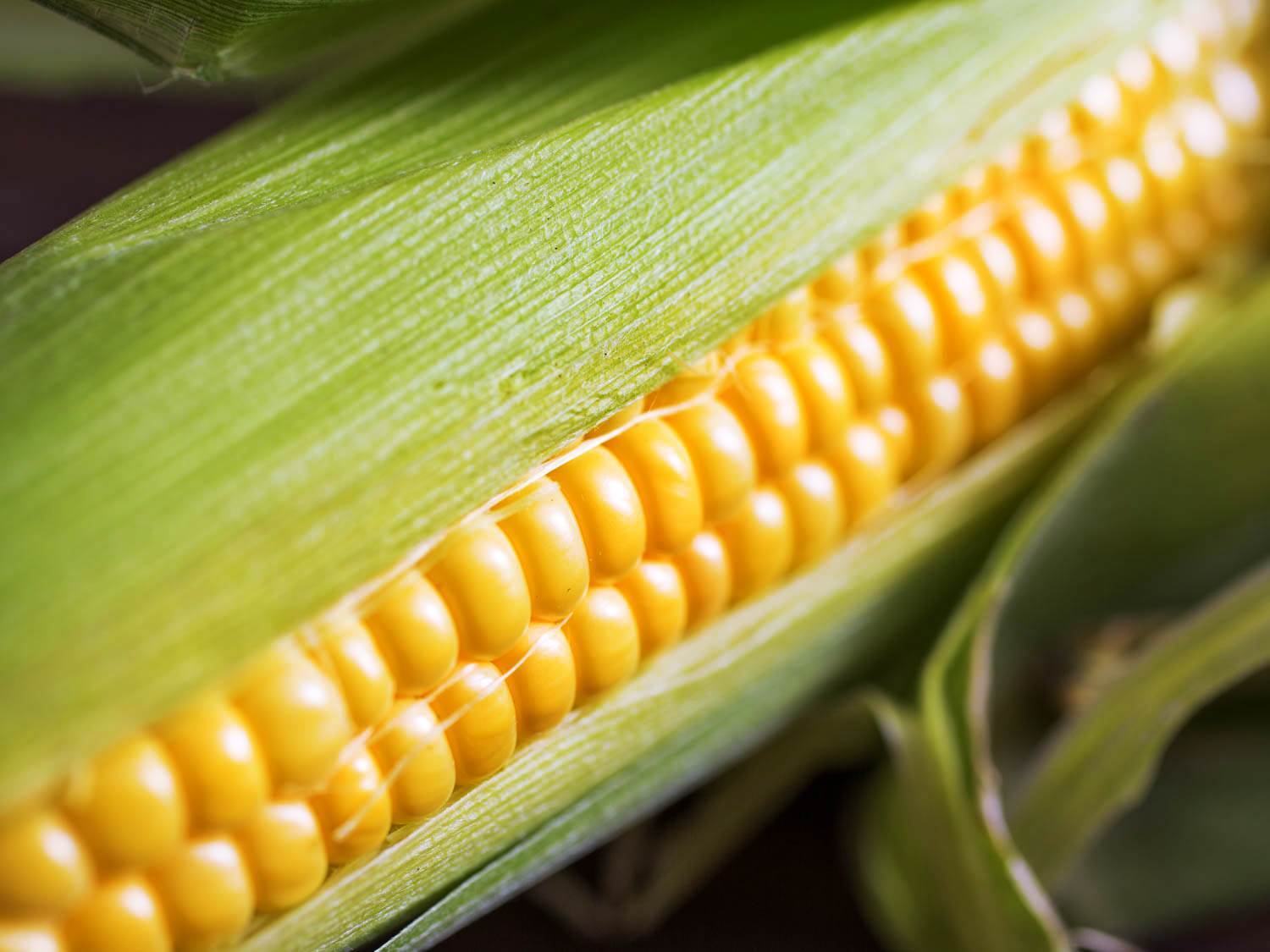 برنامه تغذیه ذرت