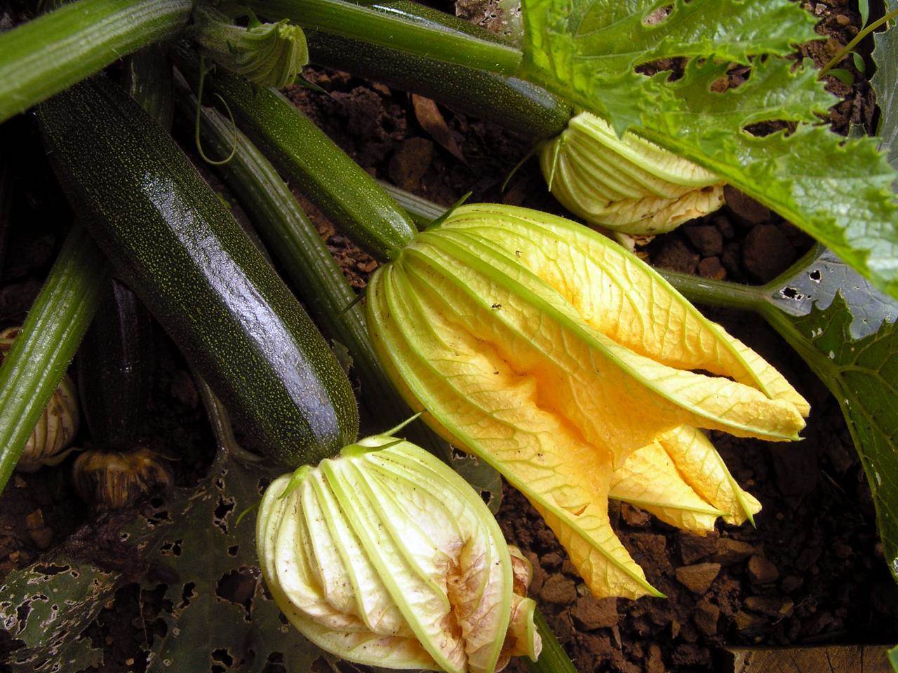 برنامه تغذیه جالیز