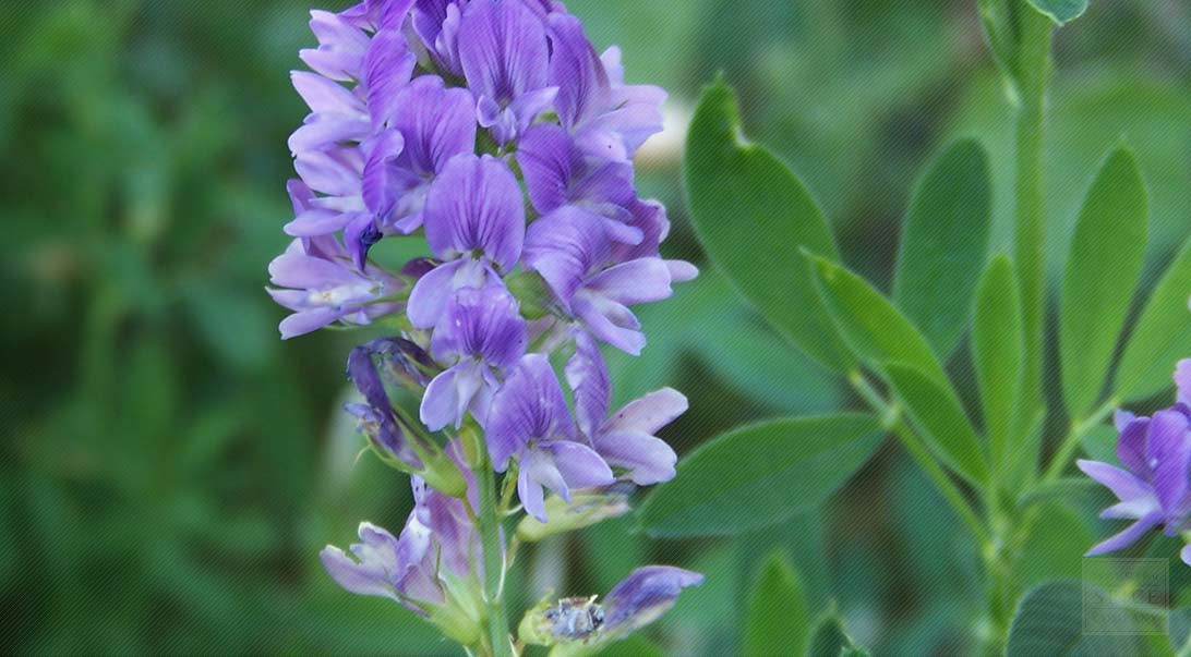 برنامه تغذیه یونجه